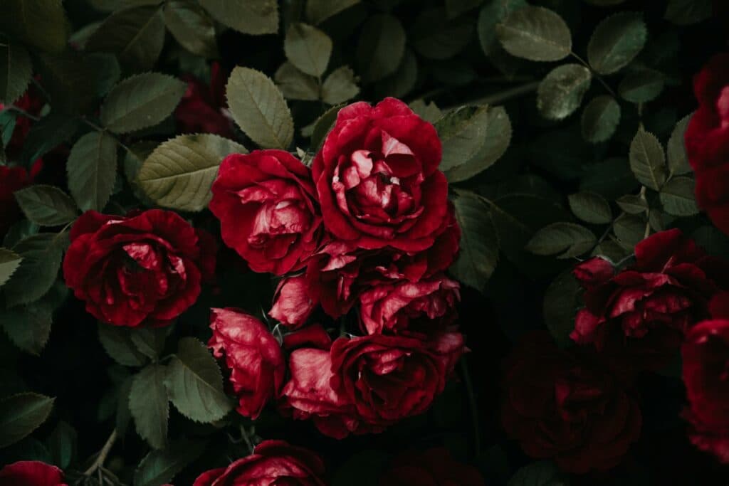 Quelles couleurs utiliser pour peindre des roses au couteau